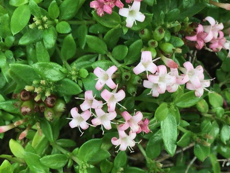 Plocama calabrica flower