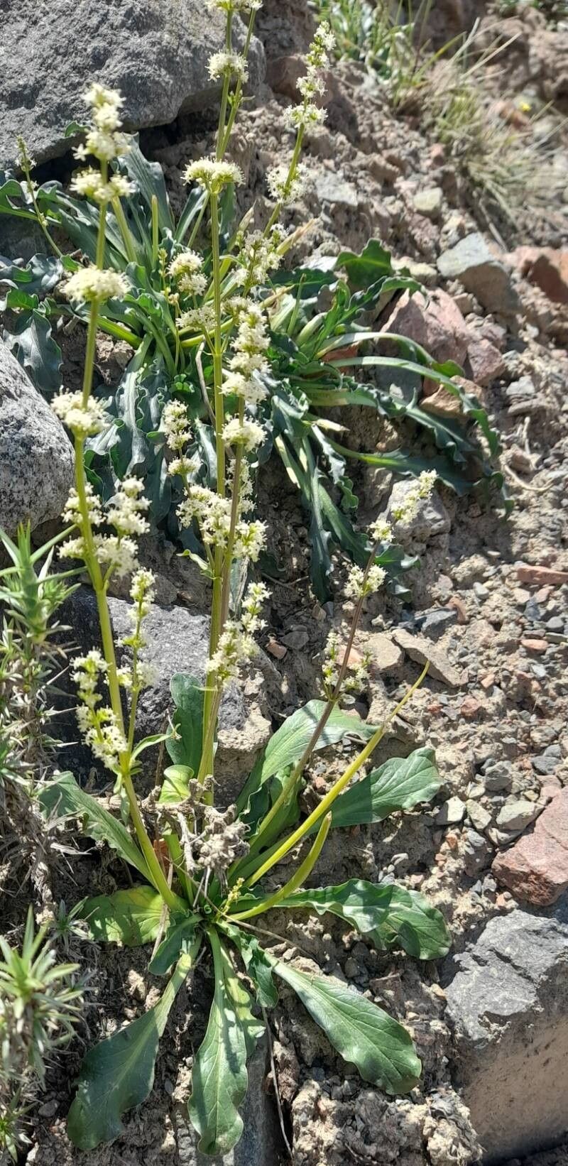 Valeriana ruizlealii habit