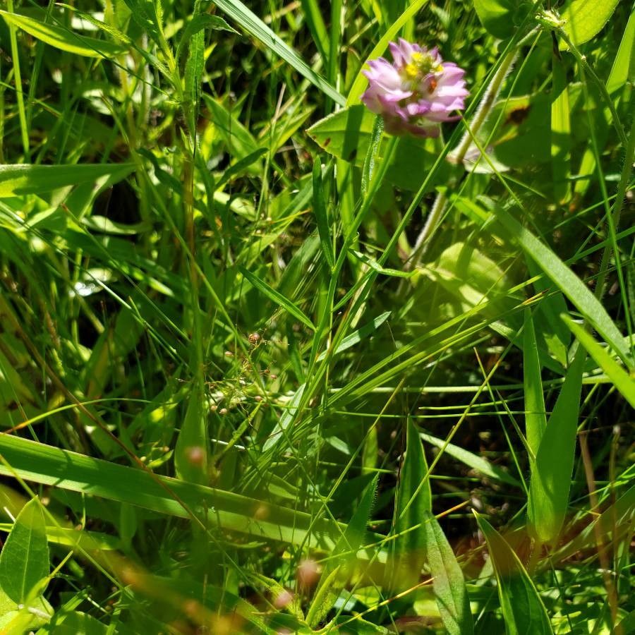 Polygala sanguinea leaf