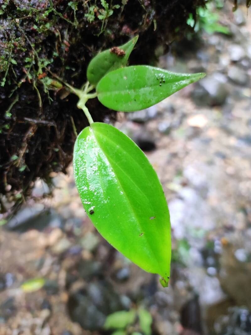 Peperomia ciliolibractea — houseplant care guide