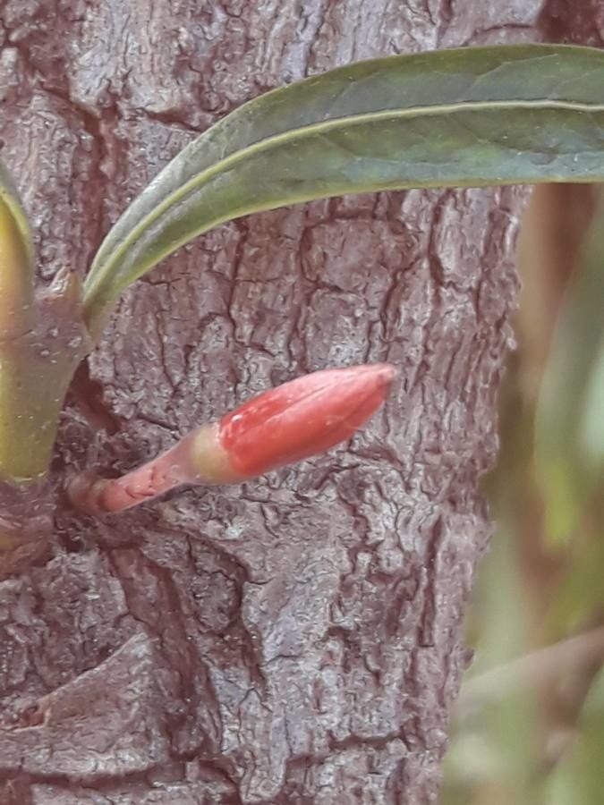 Ixora margaretae flower