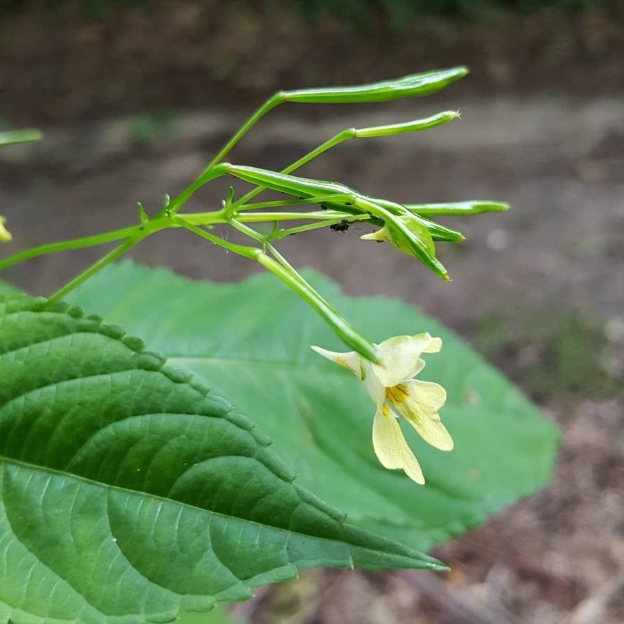 Impatiens parviflora fruit