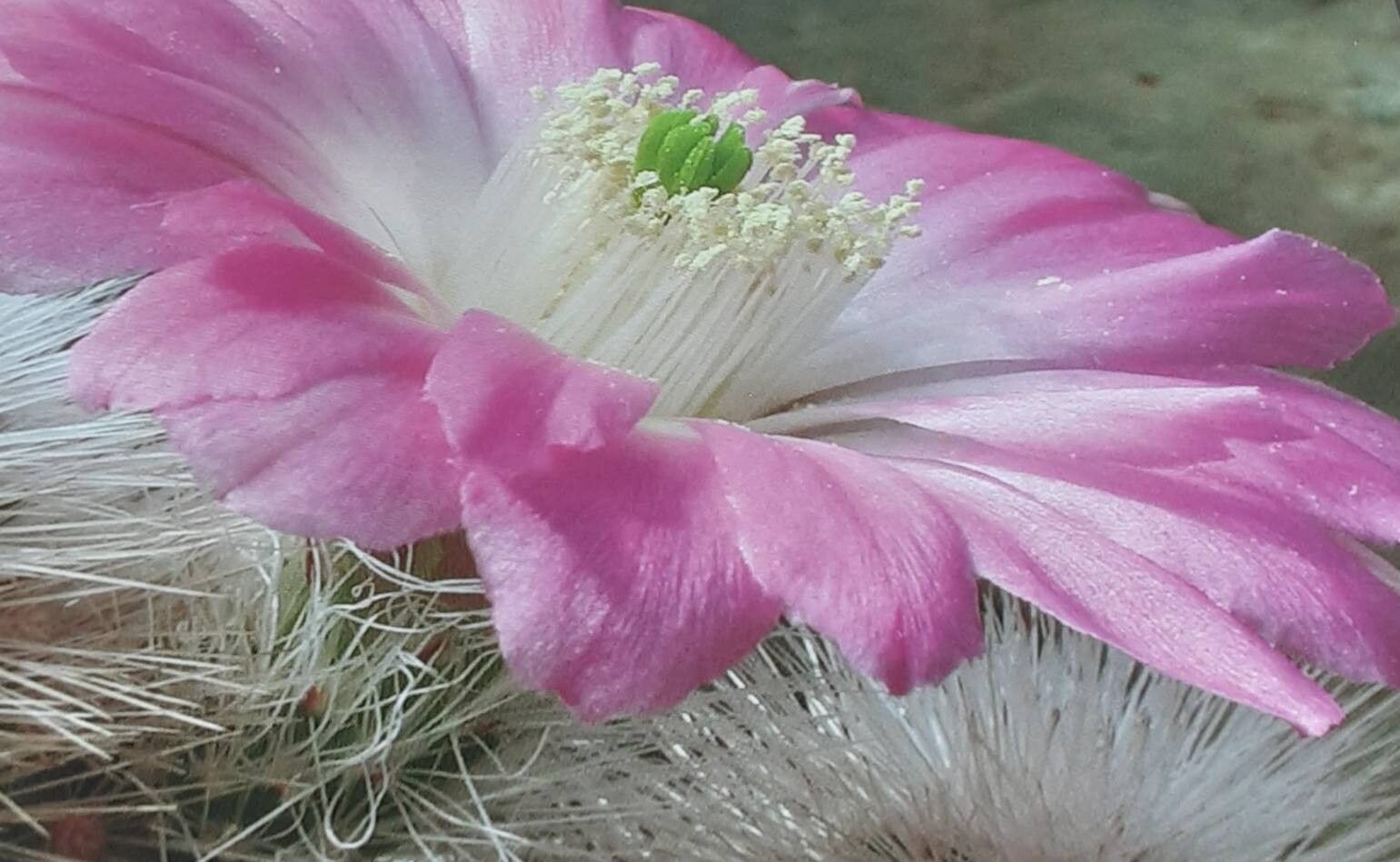 Echinocereus nivosus flower