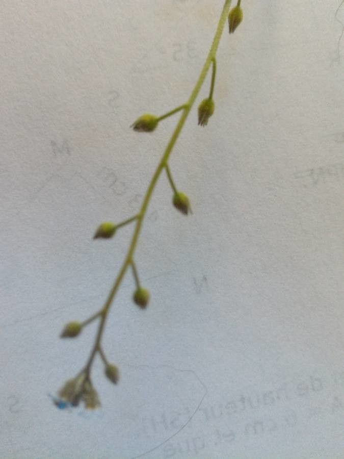 Myosotis stricta fruit