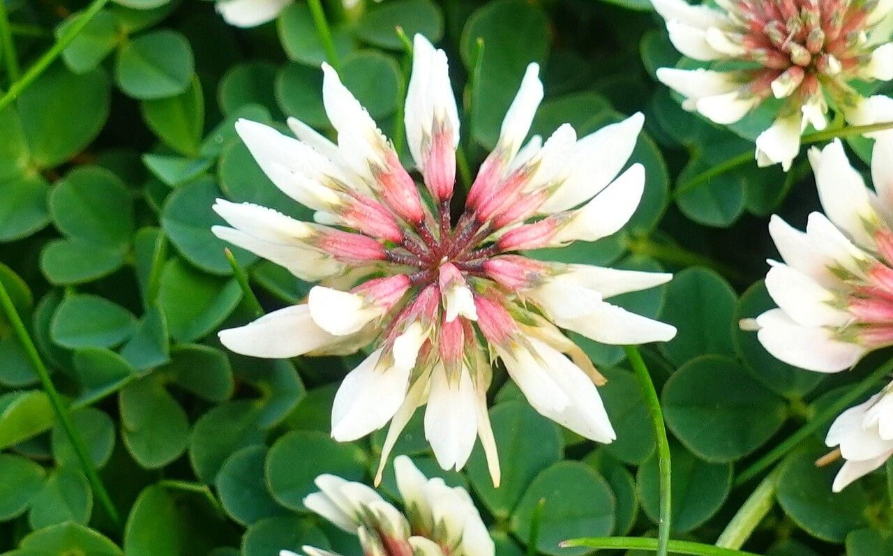 Trifolium occidentale flower