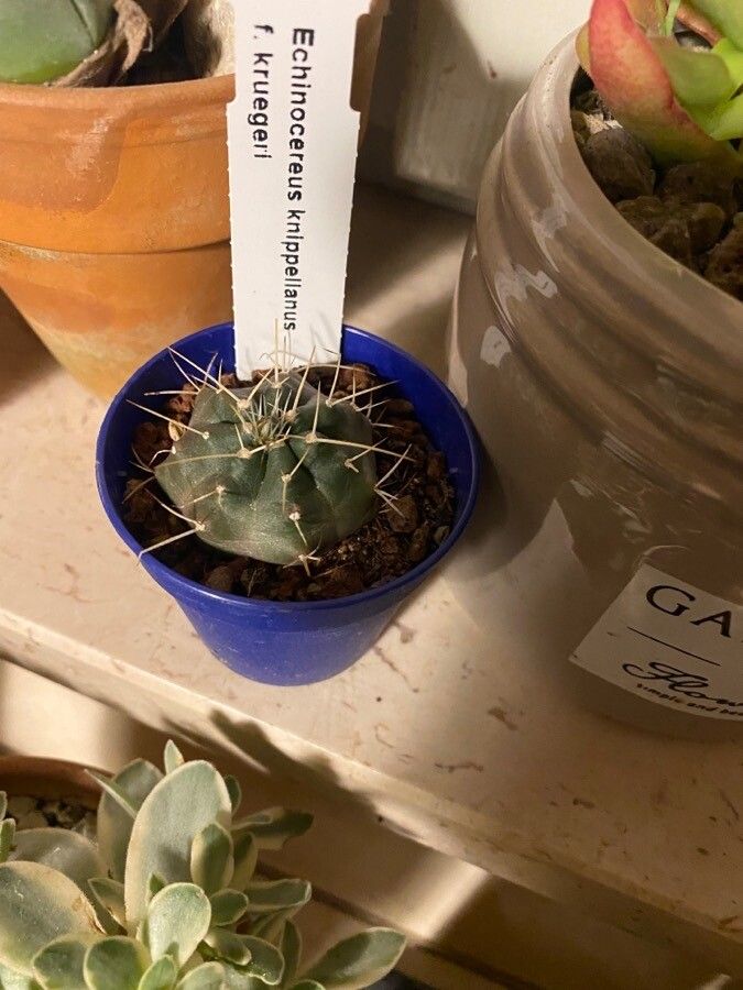 Echinocereus knippelianus leaf