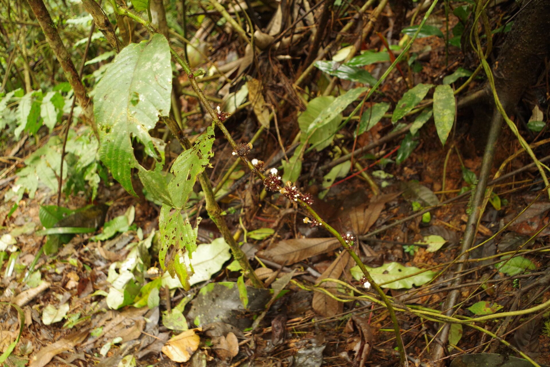 Sabicea sciaphilantha habit