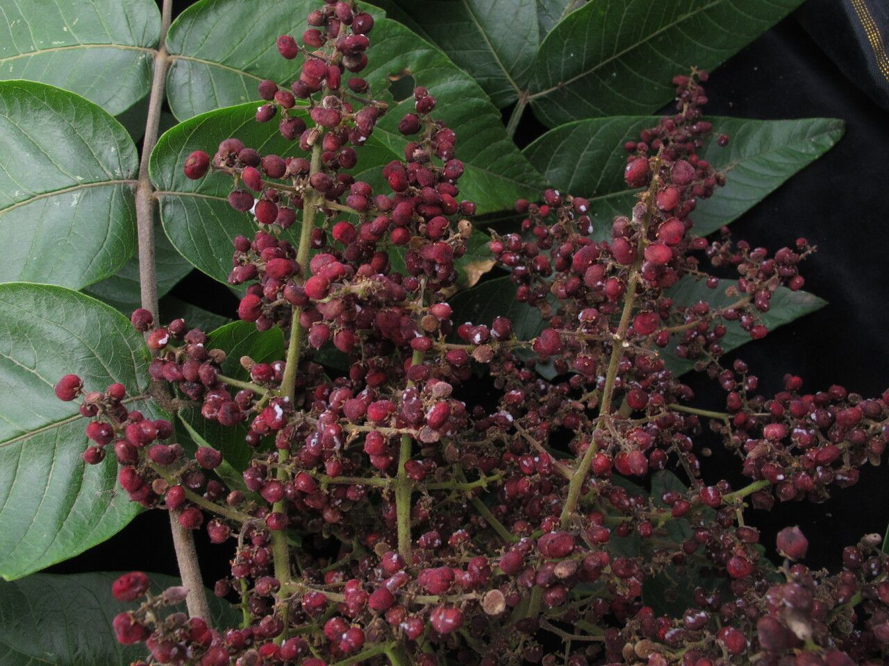 Rhus punjabensis habit