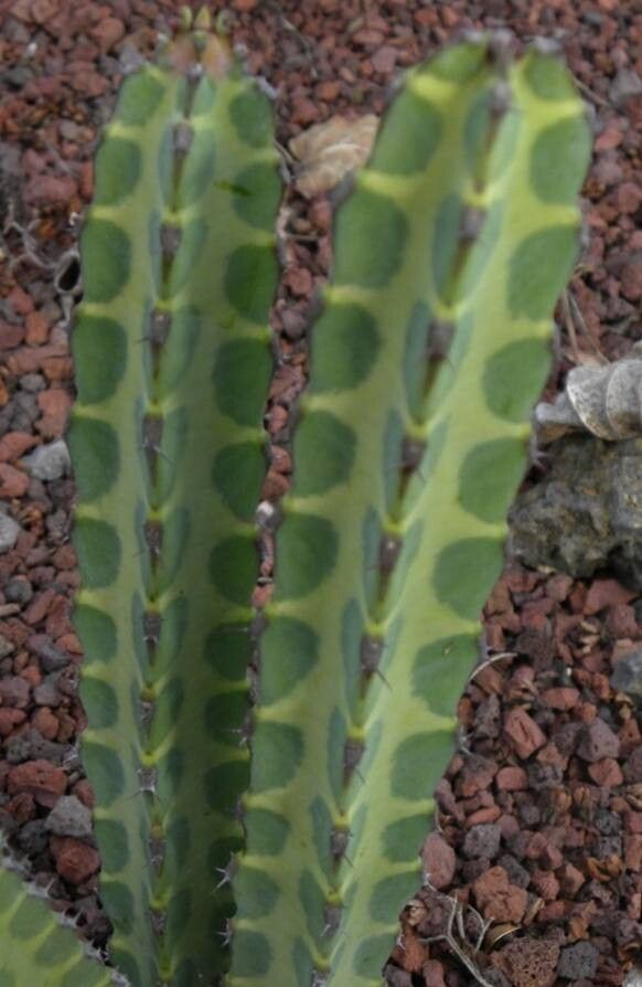 Euphorbia griseola — houseplant care guide