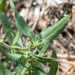 Hyssopus officinalis