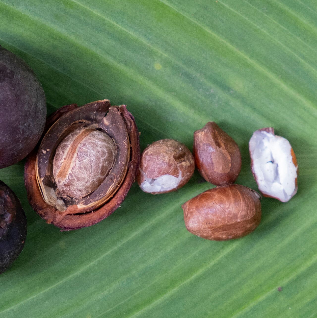 Dypsis ankaizinensis — houseplant care guide