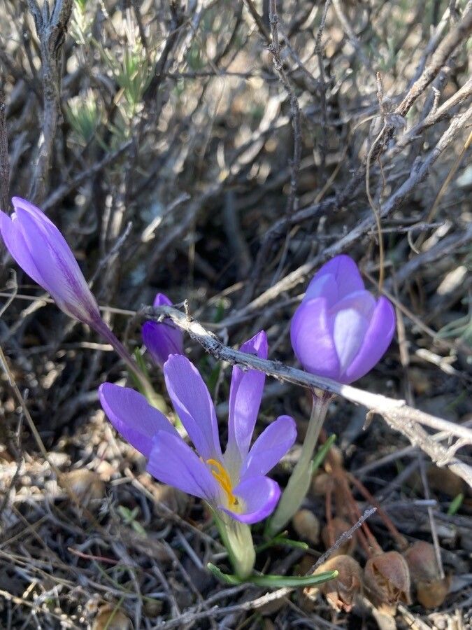 Crocus carpetanus habit