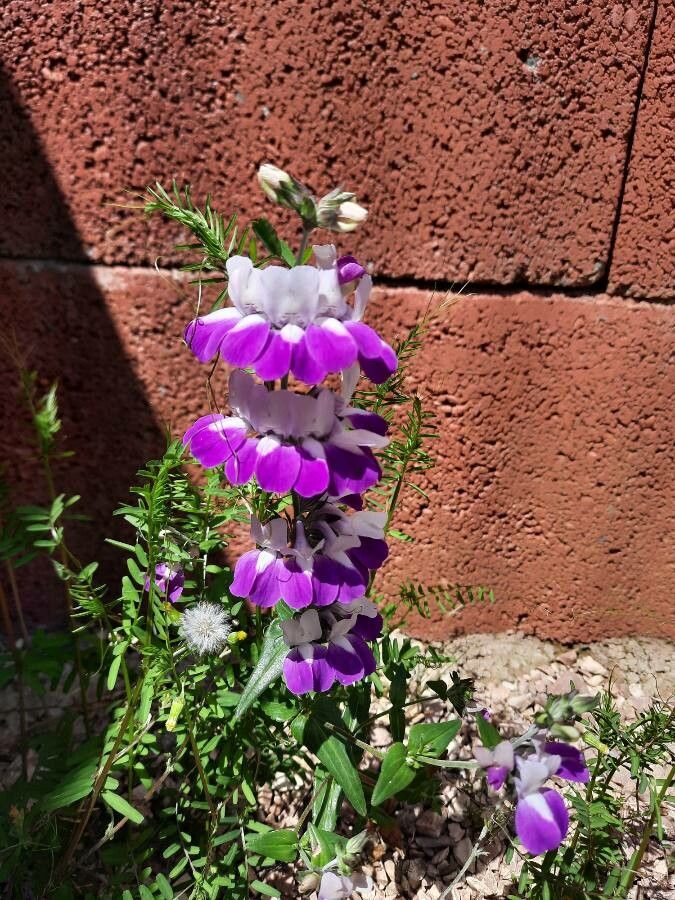Collinsia heterophylla flower