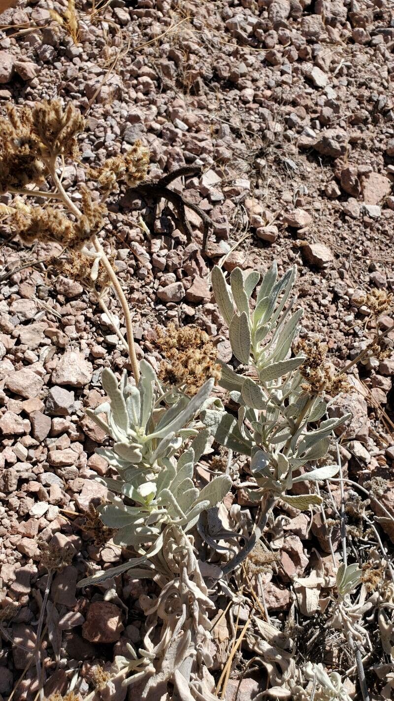 Eriodictyon tomentosum habit