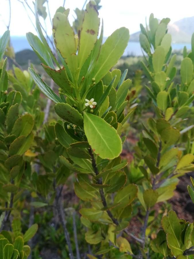 Peripterygia marginata flower
