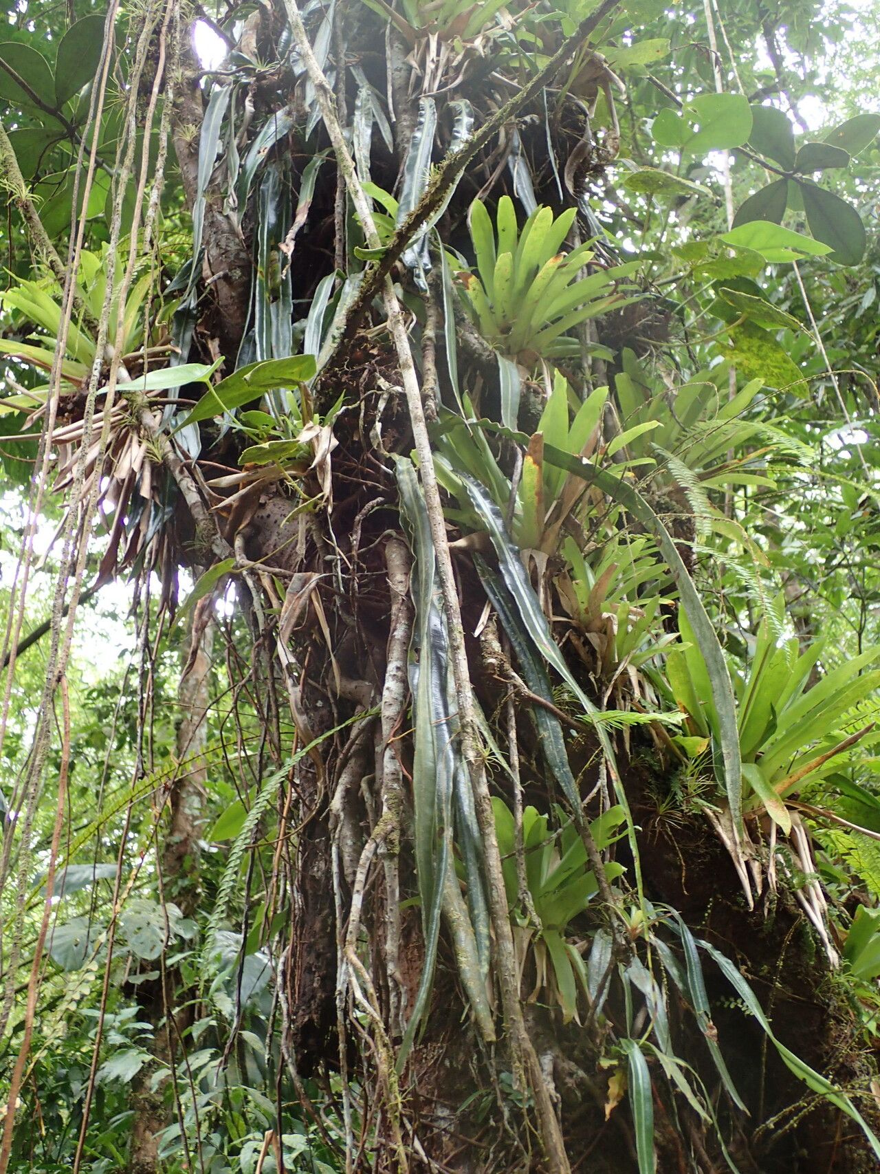 Elaphoglossum herminieri habit