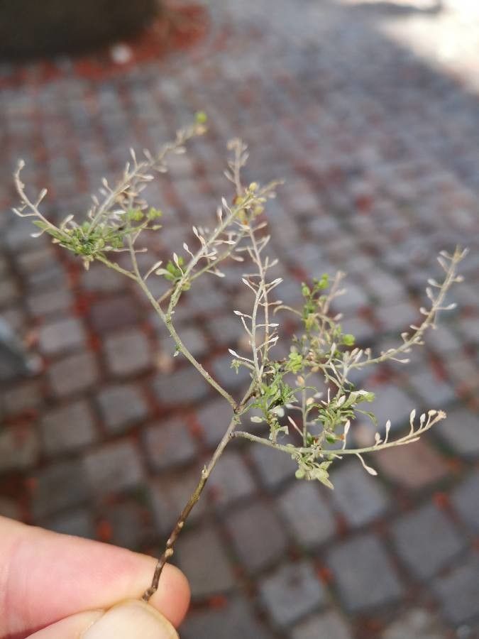 Lepidium ruderale fruit