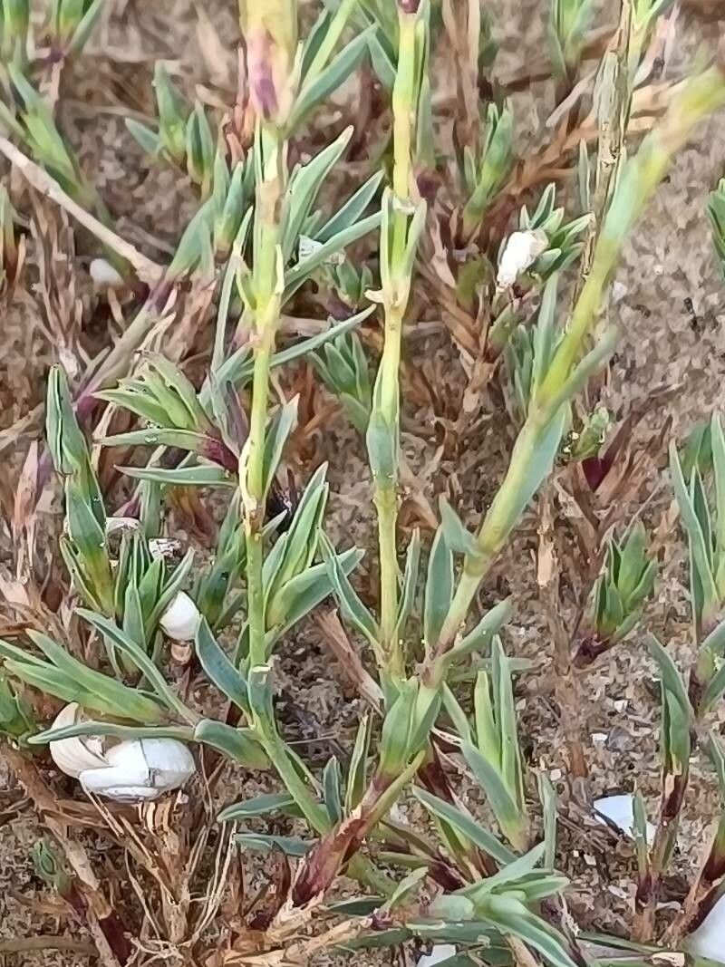 Dianthus gallicus — houseplant care guide