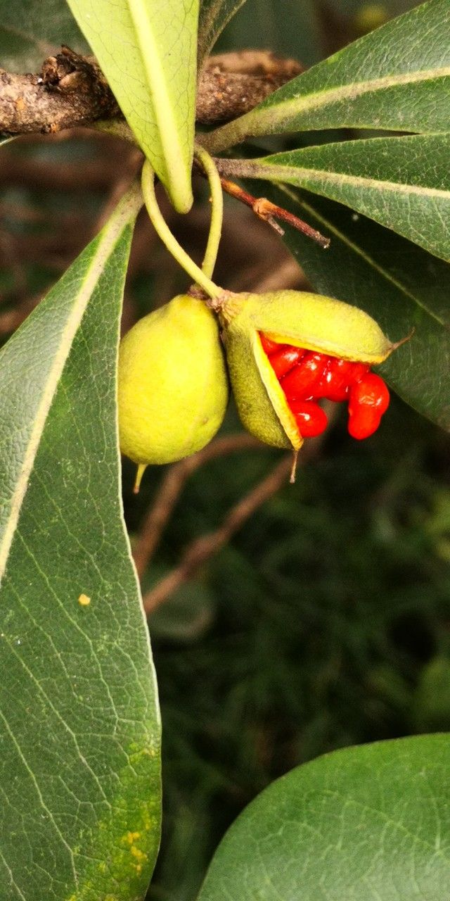 Pittosporum glabratum fruit