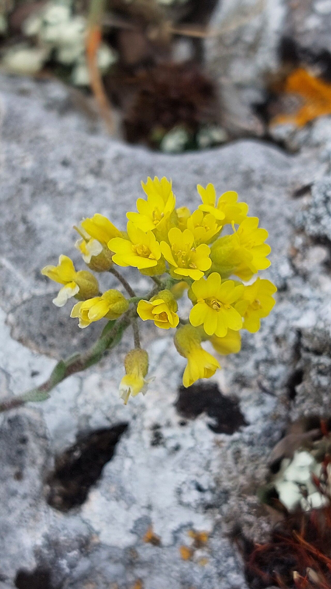 Alyssum diffusum flower