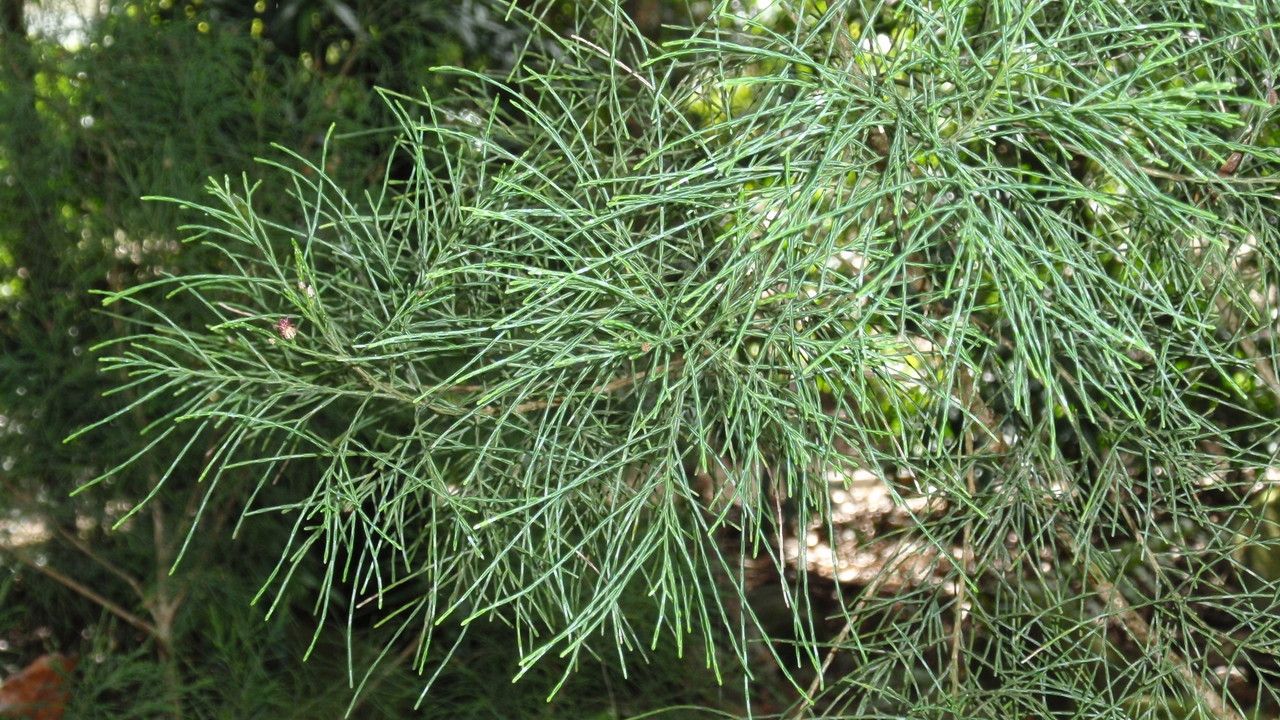Gymnostoma australianum leaf
