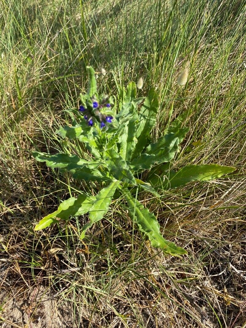 Anchusa arvensis flower