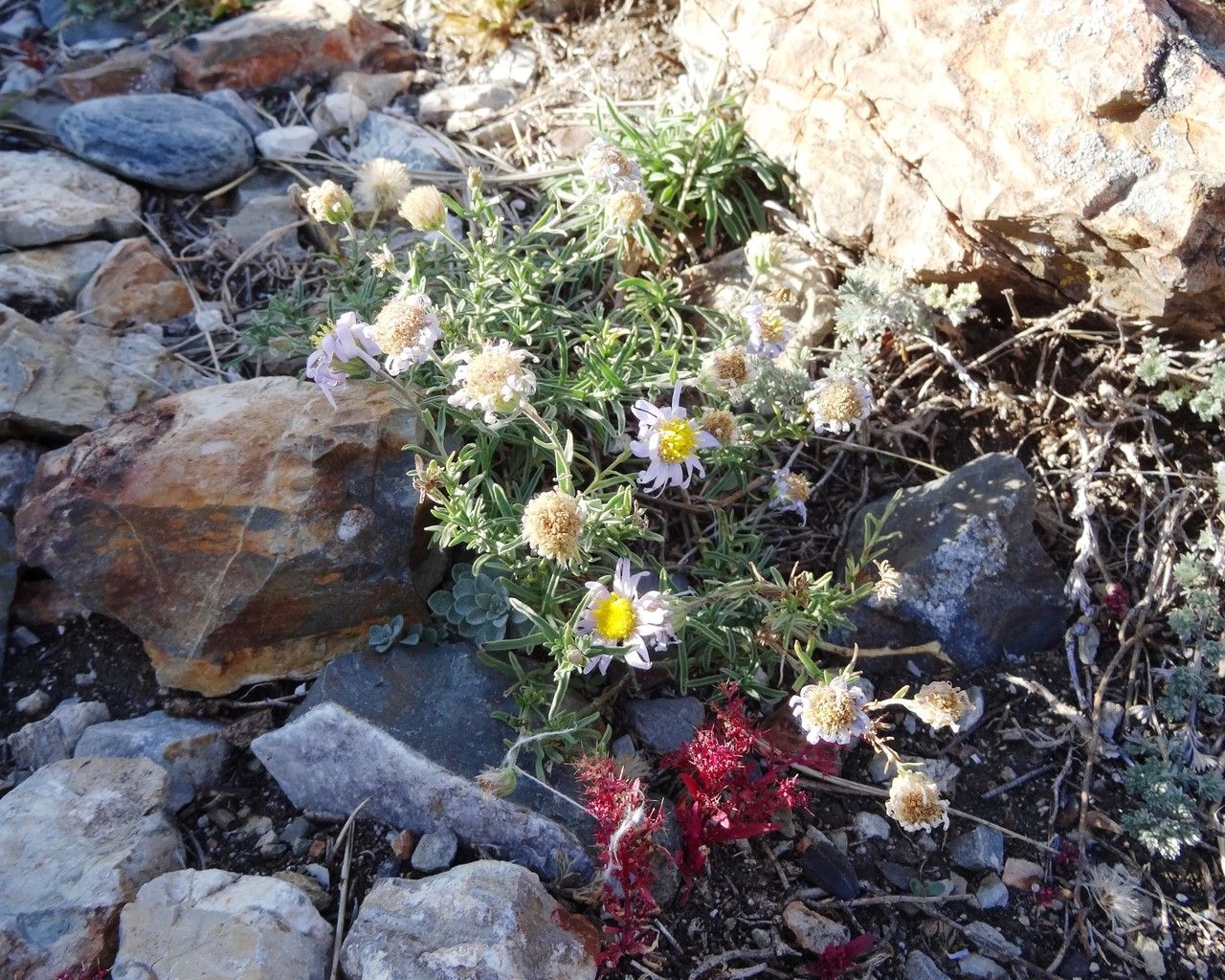 Aster altaicus — related species from the same genus