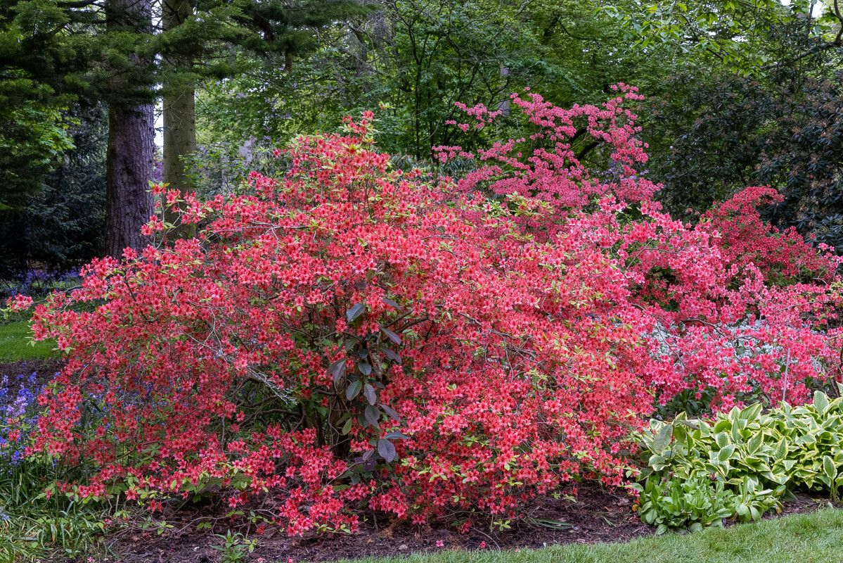Rhododendron kaempferi habit