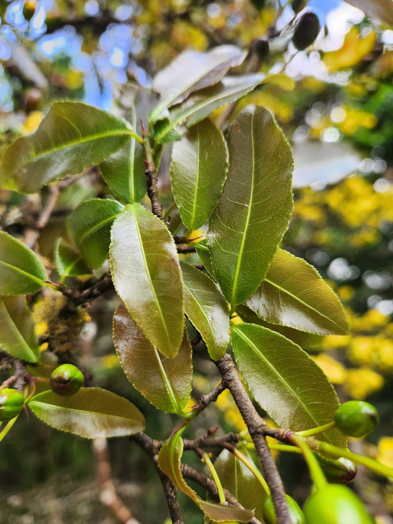 Ochna insculpta — houseplant care guide