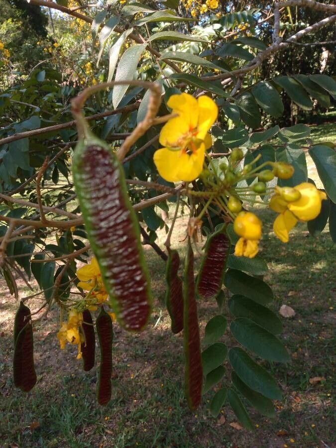 Senna silvestris fruit