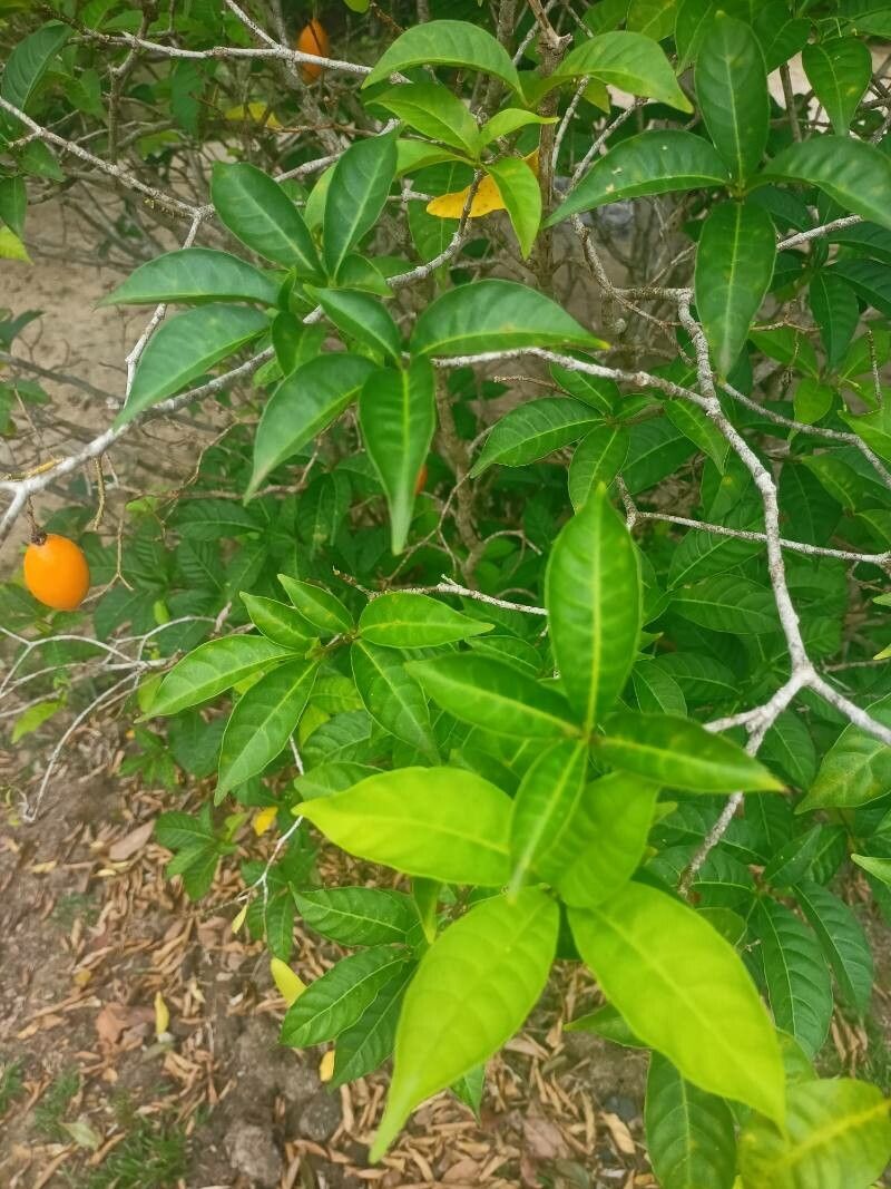Tabernanthe iboga leaf