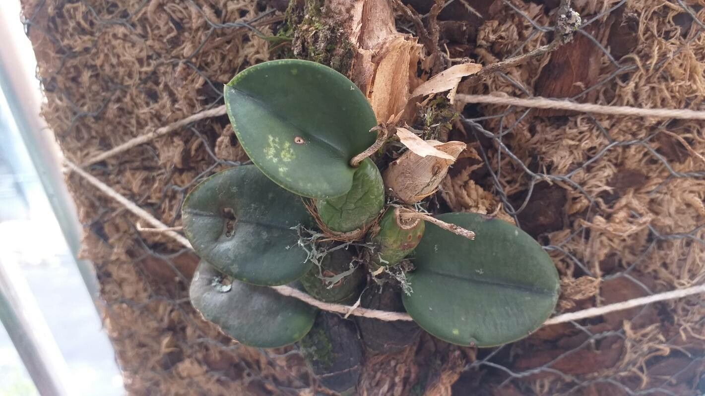 Bulbophyllum elliottii — search result for 'Bulbophyllum'