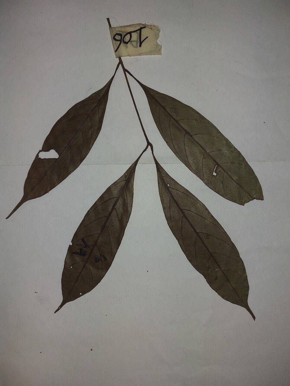 Talisia hexaphylla — houseplant care guide