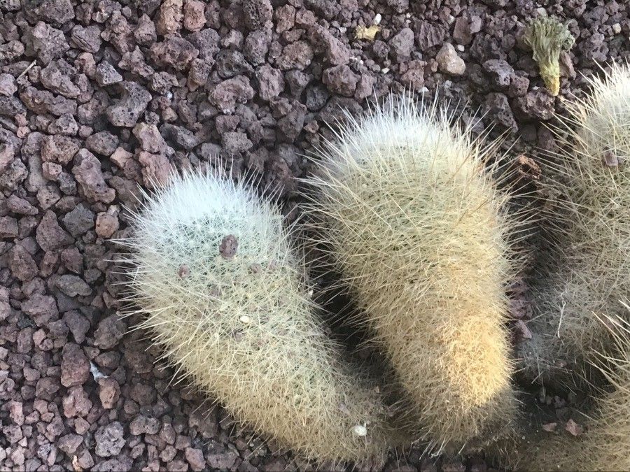 Thelocactus macdowellii — houseplant care guide