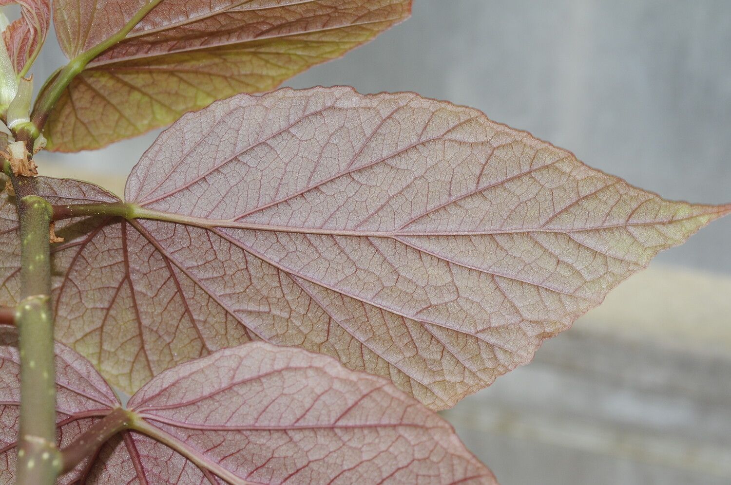 Begonia madecassa — houseplant care guide