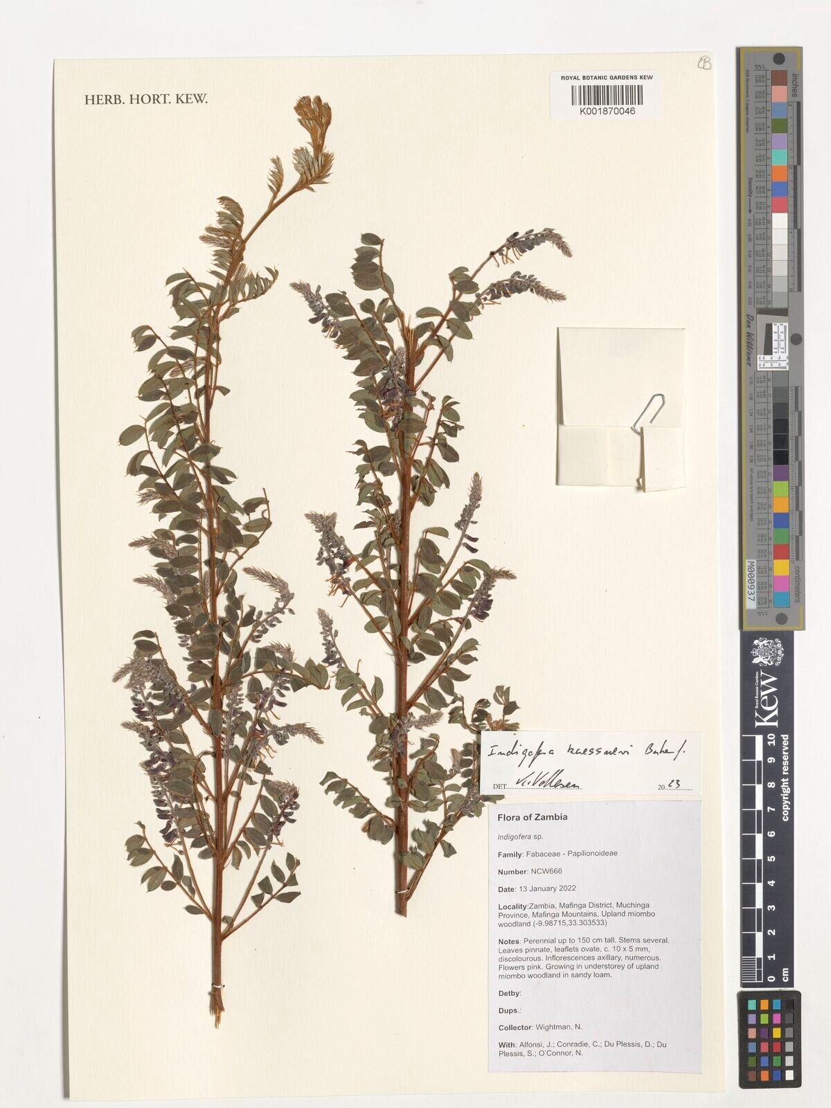 Indigofera kaessneri — houseplant care guide