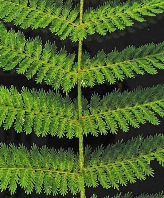 Leptopteris hymenophylloides — related species from the same genus