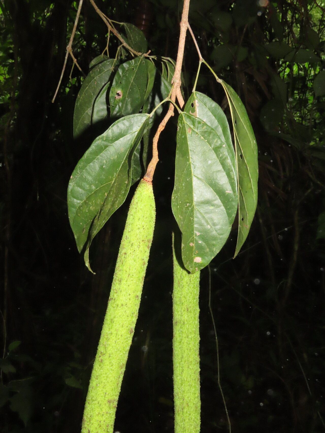 Fridericia schumanniana — houseplant care guide