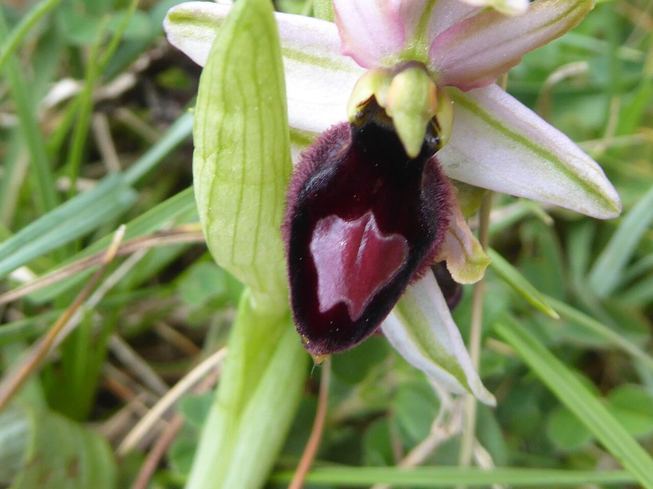 Ophrys × flavicans flower