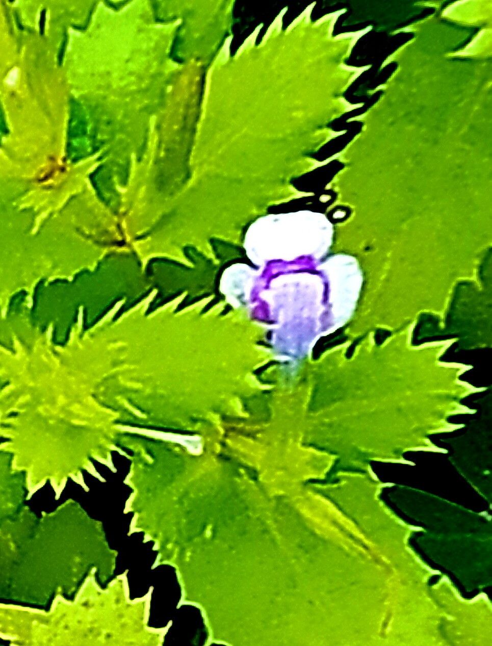 Bonnaya ciliata flower