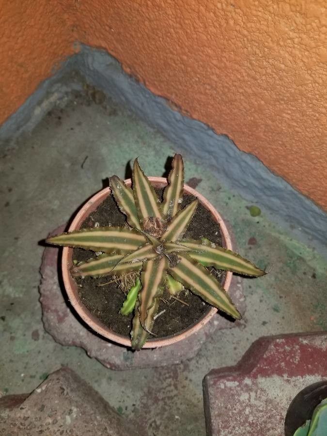 Cryptanthus fosterianus flower