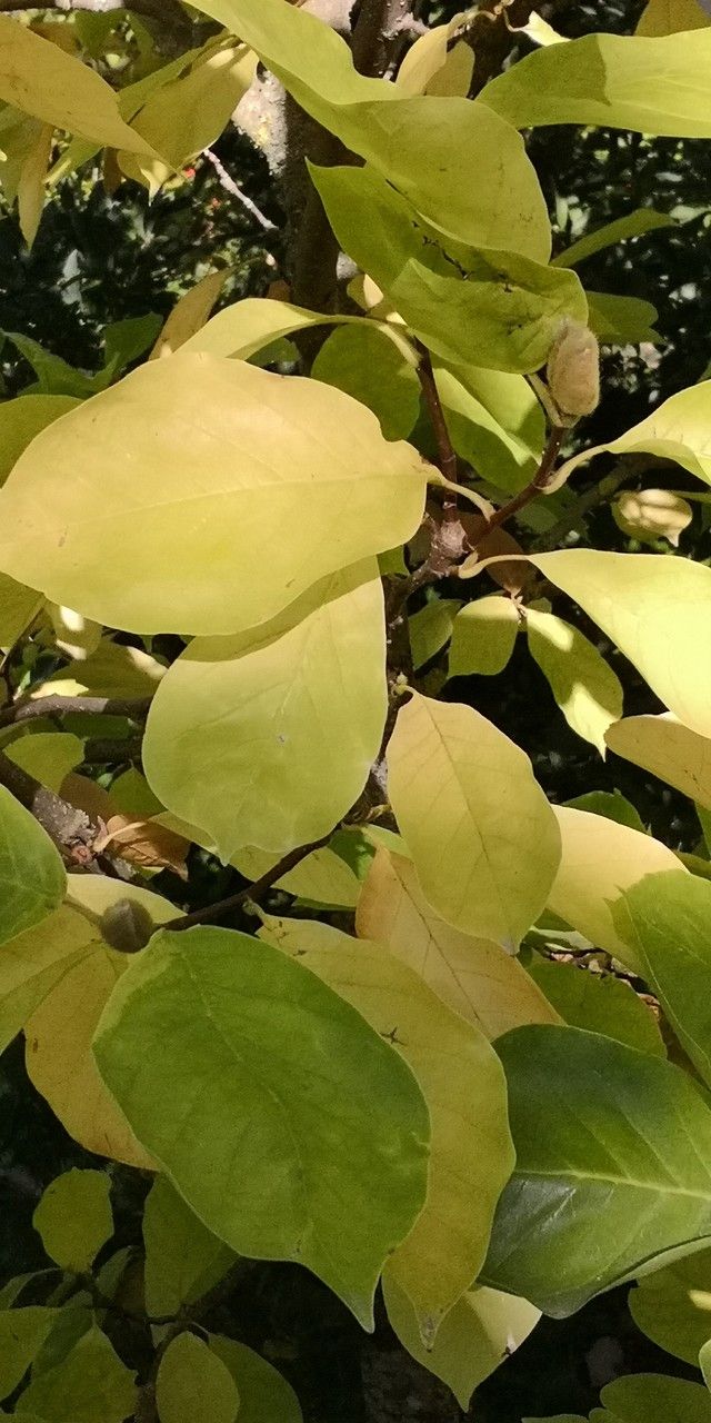 Magnolia × brooklynensis — search result for 'Magnolia'