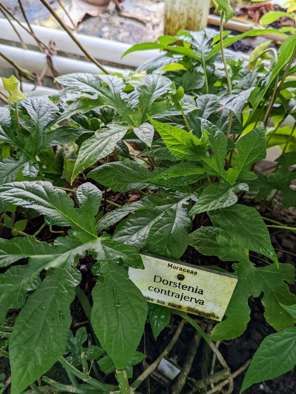 Dorstenia contrajerva habit