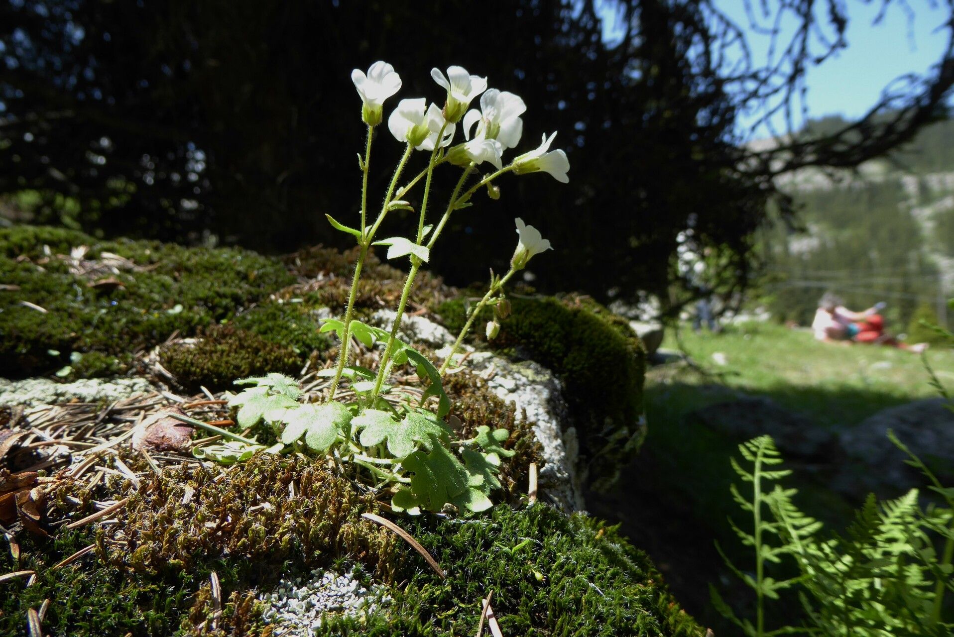 Saxifraga sibirica habit