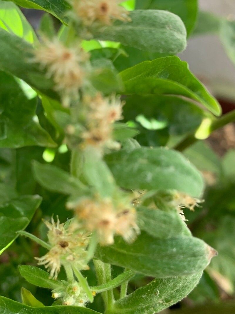 Gamochaeta purpurea flower