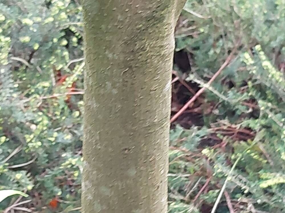 Magnolia yunnanensis bark