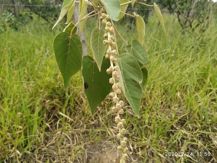 Mallotus barbatus fruit