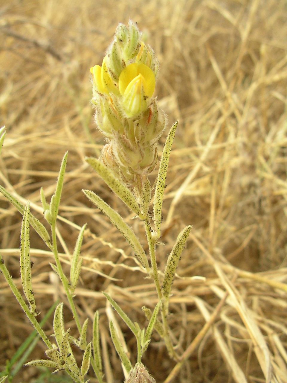Crotalaria ebenoides habit