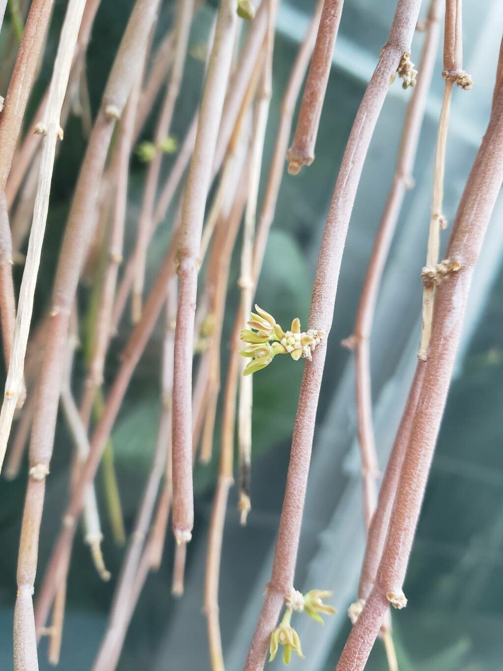 Cynanchum socotranum flower