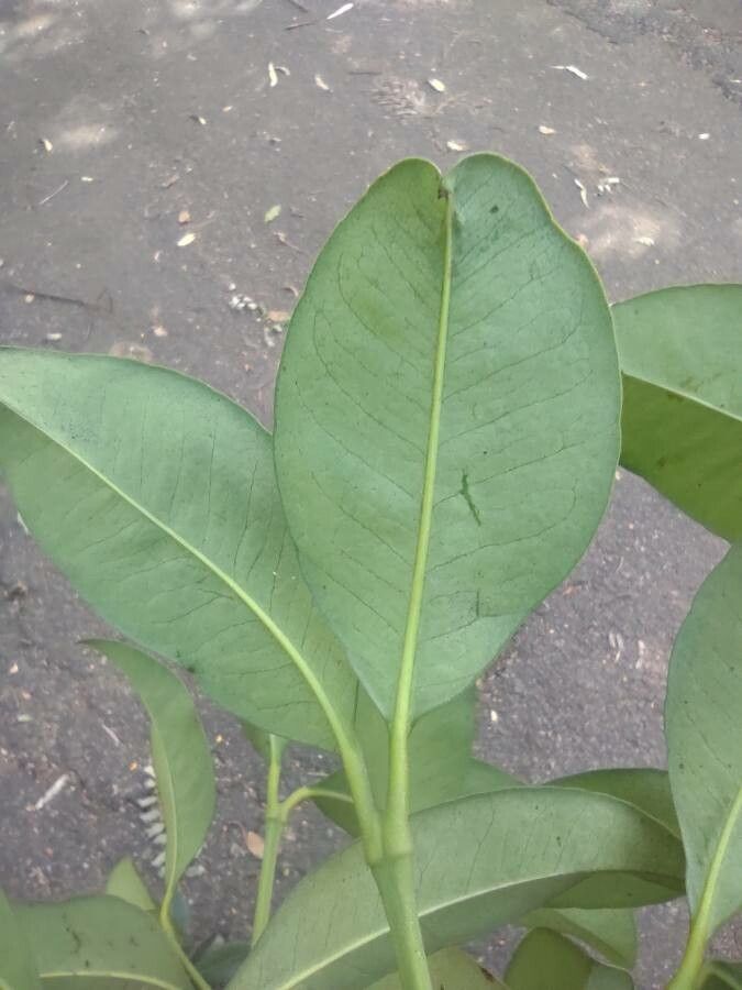 Garcinia gardneriana leaf